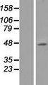 HTR1A / 5-HT1A Receptor Protein - Western validation with an anti-DDK antibody * L: Control HEK293 lysate R: Over-expression lysate