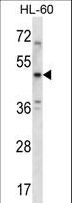 HTR1B / 5-HT1B Receptor Antibody - HTR1B Antibody western blot of HL-60 cell line lysates (35 ug/lane). The HTR1B antibody detected the HTR1B protein (arrow).