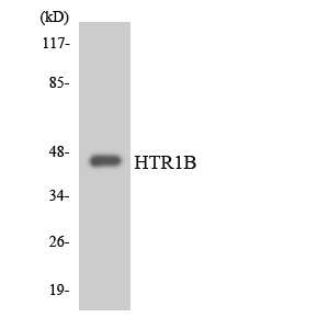 HTR1B / 5-HT1B Receptor Antibody - Western blot analysis of the lysates from COLO205 cells using HTR1B antibody.