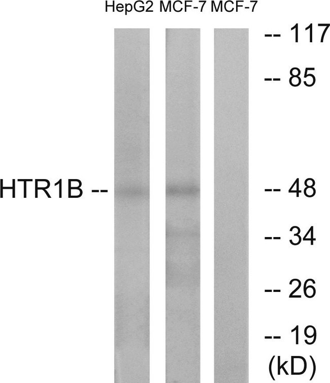 HTR1B / 5-HT1B Receptor Antibody - Western blot analysis of lysates from HepG2 and MCF-7 cells, using HTR1B Antibody. The lane on the right is blocked with the synthesized peptide.