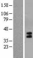 HTR1B / 5-HT1B Receptor Protein - Western validation with an anti-DDK antibody * L: Control HEK293 lysate R: Over-expression lysate