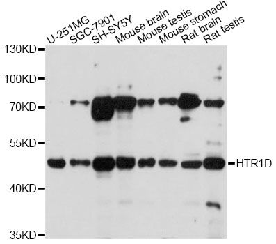 HTR1D / 5-HT1D Receptor Antibody - Western blot analysis of extracts of various cell lines, using HTR1D antibody at 1:1000 dilution. The secondary antibody used was an HRP Goat Anti-Rabbit IgG (H+L) at 1:10000 dilution. Lysates were loaded 25ug per lane and 3% nonfat dry milk in TBST was used for blocking. An ECL Kit was used for detection and the exposure time was 10s.