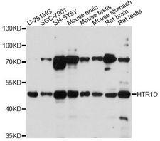 HTR1D / 5-HT1D Receptor Antibody - Western blot analysis of extracts of various cell lines, using HTR1D antibody at 1:1000 dilution. The secondary antibody used was an HRP Goat Anti-Rabbit IgG (H+L) at 1:10000 dilution. Lysates were loaded 25ug per lane and 3% nonfat dry milk in TBST was used for blocking. An ECL Kit was used for detection and the exposure time was 10s.