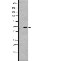 HTR1D / 5-HT1D Receptor Antibody - Western blot analysis of HTR1D expression in HEK293 cells. The lane on the left is treated with the antigen-specific peptide.