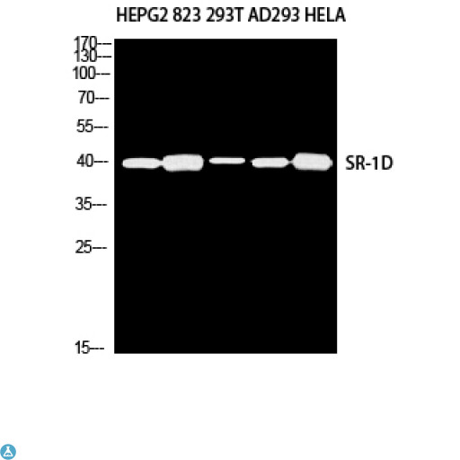 HTR1D / 5-HT1D Receptor Antibody - Western Blot (WB) analysis of HepG2 823 293T AD293 HeLa using SR-1D antibody.
