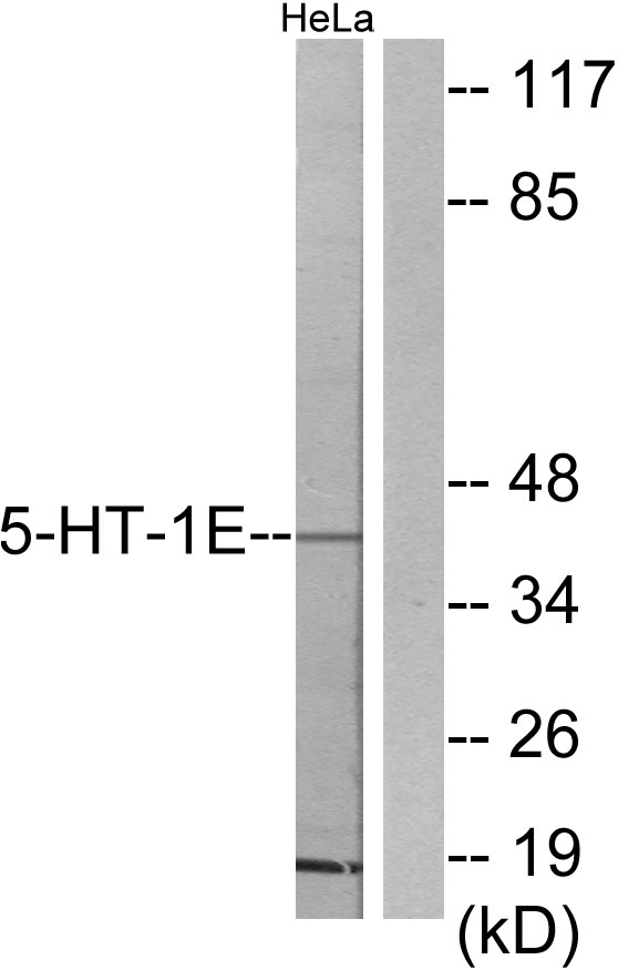 HTR1E / 5-HT1E Receptor Antibody - Western blot analysis of lysates from HeLa cells, using 5-HT-1E Antibody. The lane on the right is blocked with the synthesized peptide.
