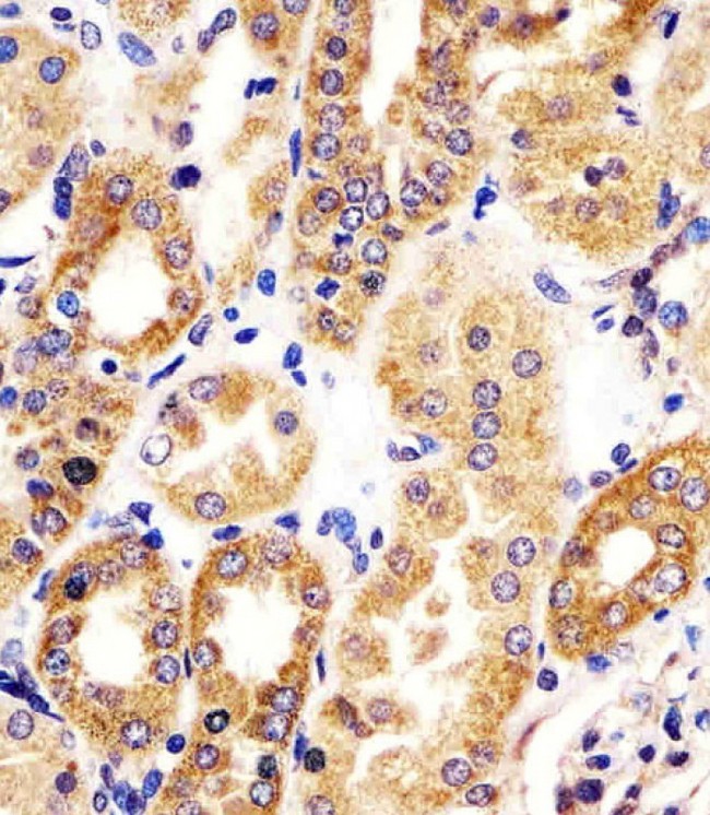 HTR1E / 5-HT1E Receptor Antibody - Antibody staining HTR1E in human kidney tissue sections by Immunohistochemistry (IHC-P - paraformaldehyde-fixed, paraffin-embedded sections). Tissue was fixed with formaldehyde and blocked with 3% BSA for 0. 5 hour at room temperature; antigen retrieval was by heat mediation with a citrate buffer (pH 6). Samples were incubated with primary antibody (1:25) for 1 hours at 37°C. A undiluted biotinylated goat polyvalent antibody was used as the secondary antibody.
