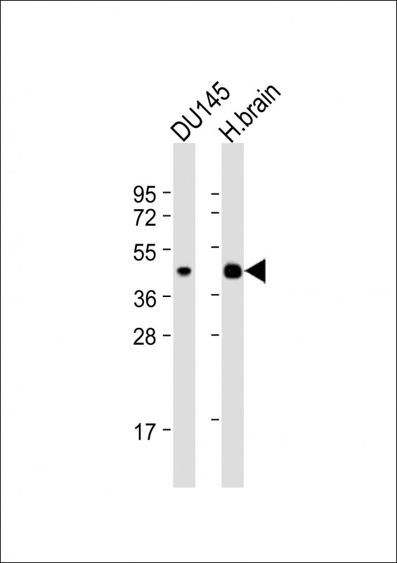 HTR1E / 5-HT1E Receptor Antibody - All lanes: Anti-HTR1E Antibody (C-Term) at 1:2000 dilution. Lane 1: DU145 whole cell lysate. Lane 2: human brain lysate Lysates/proteins at 20 ug per lane. Secondary Goat Anti-Rabbit IgG, (H+L), Peroxidase conjugated at 1:10000 dilution. Predicted band size: 42 kDa. Blocking/Dilution buffer: 5% NFDM/TBST.