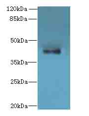 HTR1E / 5-HT1E Receptor Antibody - Western blot. All lanes: HTR1E antibody at 0.2 ug/ml+HeI- whole cell lysate Goat polyclonal to rabbit at 1:10000 dilution. Predicted band size: 42 kDa. Observed band size: 42 kDa.