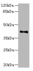 HTR1E / 5-HT1E Receptor Antibody - Western blot All lanes: HTR1E antibody at 0.2µg/ml + Hela whole cell lysate Secondary Goat polyclonal to rabbit IgG at 1/10000 dilution Predicted band size: 42 kDa Observed band size: 42 kDa