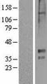 HTR1E / 5-HT1E Receptor Protein - Western validation with an anti-DDK antibody * L: Control HEK293 lysate R: Over-expression lysate