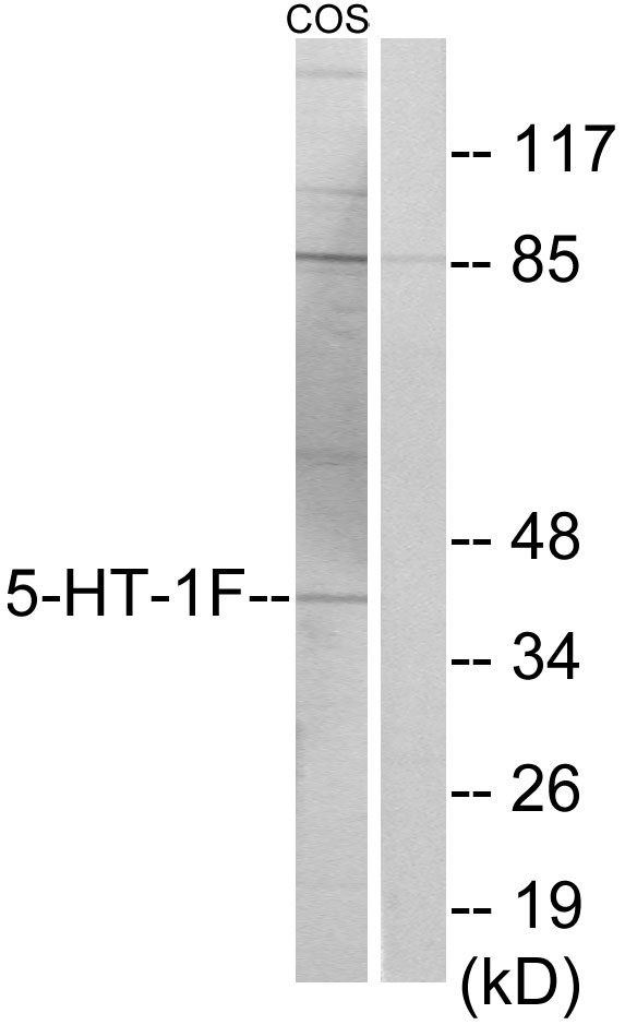 HTR1F / 5-HT1F Receptor Antibody - Western blot analysis of lysates from COS7 cells, using 5-HT-1F Antibody. The lane on the right is blocked with the synthesized peptide.