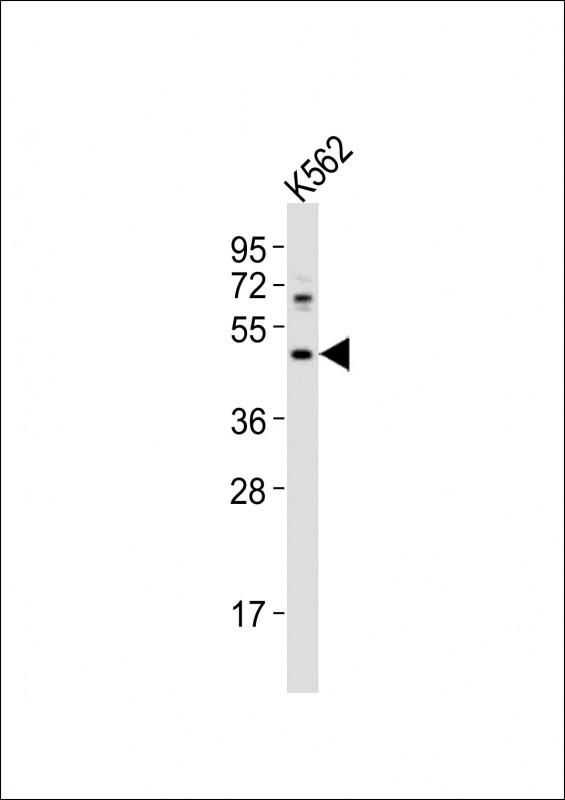 HTR1F / 5-HT1F Receptor Antibody - Anti-HTR1F Antibody at 1:1000 dilution + K562 whole cell lysates Lysates/proteins at 20 ug per lane. Secondary Goat Anti-Rabbit IgG, (H+L), Peroxidase conjugated at 1/10000 dilution Predicted band size : 42 kDa Blocking/Dilution buffer: 5% NFDM/TBST.