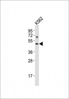 HTR1F / 5-HT1F Receptor Antibody - Anti-HTR1F Antibody at 1:1000 dilution + K562 whole cell lysates Lysates/proteins at 20 ug per lane. Secondary Goat Anti-Rabbit IgG, (H+L), Peroxidase conjugated at 1/10000 dilution Predicted band size : 42 kDa Blocking/Dilution buffer: 5% NFDM/TBST.