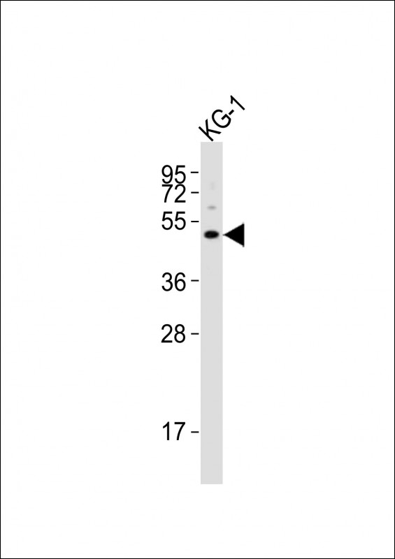 HTR1F / 5-HT1F Receptor Antibody - Anti-HTR1F Antibody at 1:4000 dilution + KG-1 whole cell lysates Lysates/proteins at 20 ug per lane. Secondary Goat Anti-Rabbit IgG, (H+L), Peroxidase conjugated at 1/10000 dilution Predicted band size : 42 kDa Blocking/Dilution buffer: 5% NFDM/TBST.