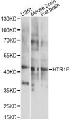 HTR1F / 5-HT1F Receptor Antibody - Western blot analysis of extracts of various cell lines, using HTR1F antibody at 1:1000 dilution. The secondary antibody used was an HRP Goat Anti-Rabbit IgG (H+L) at 1:10000 dilution. Lysates were loaded 25ug per lane and 3% nonfat dry milk in TBST was used for blocking. An ECL Kit was used for detection and the exposure time was 15s.