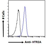 HTR2A / 5-HT2A Receptor Antibody - Goat Anti-HTR2A Antibody Flow cytometric analysis of paraformaldehyde fixed A549 cells (blue line), permeabilized with 0.5% Triton. Primary incubation 1hr (10ug/ml) followed by Alexa Fluor 488 secondary antibody (1ug/ml). IgG control: Unimmunized goat IgG (black line) followed by Alexa Fluor 488 secondary antibody.