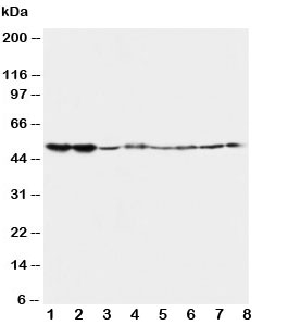 HTR2A / 5-HT2A Receptor Antibody - Western blot testing of 5HT2A Receptor antibody and Lane 1: rat brain; 2: rat brain; 3: mouse brain; 4: mouse brain and human samples 5: U87; 6: SMMC-7721; 7: HT1080; 8: COLO320