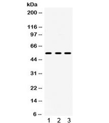 HTR2A / 5-HT2A Receptor Antibody