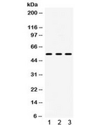 HTR2A / 5-HT2A Receptor Antibody