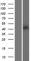 HTR2A / 5-HT2A Receptor Protein - Western validation with an anti-DDK antibody * L: Control HEK293 lysate R: Over-expression lysate