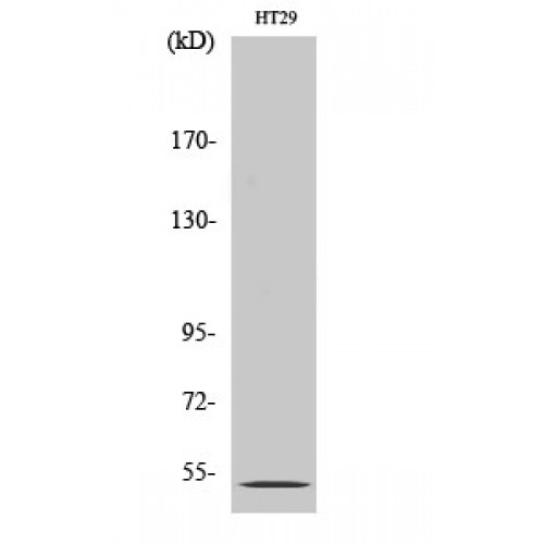 HTR2B / 5-HT2B Receptor Antibody - Western blot of SR-2B antibody