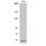 HTR2B / 5-HT2B Receptor Antibody - Western blot of SR-2B antibody