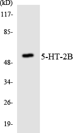 HTR2B / 5-HT2B Receptor Antibody - Western blot analysis of the lysates from HepG2 cells using 5-HT-2B antibody.