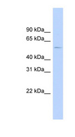 HTR2B / 5-HT2B Receptor Antibody - HTR2B / 5-HT2B antibody Western blot of 721_B cell lysate. This image was taken for the unconjugated form of this product. Other forms have not been tested.
