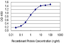 HTR2B / 5-HT2B Receptor Antibody - Detection limit for recombinant GST tagged HTR2B is 0.03 ng/ml as a capture antibody.