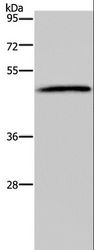 HTR2B / 5-HT2B Receptor Antibody - Western blot analysis of 293T cell, using HTR2B Polyclonal Antibody at dilution of 1:500.