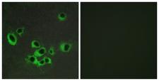 HTR2B / 5-HT2B Receptor Antibody - Peptide - + Immunofluorescence analysis of COS-7 cells, using HTR2B antibody.