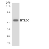 HTR2C / 5-HT2C Receptor Antibody - Western blot analysis of the lysates from K562 cells using HTR2C antibody.