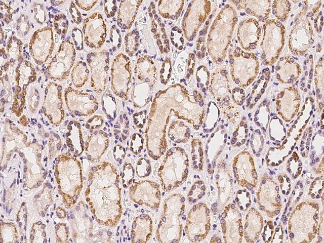 HTR2C / 5-HT2C Receptor Antibody - Immunochemical staining of human HTR2C in human kidney with rabbit polyclonal antibody at 1:100 dilution, formalin-fixed paraffin embedded sections.