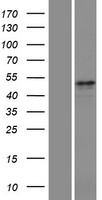 HTR2C / 5-HT2C Receptor Protein - Western validation with an anti-DDK antibody * L: Control HEK293 lysate R: Over-expression lysate