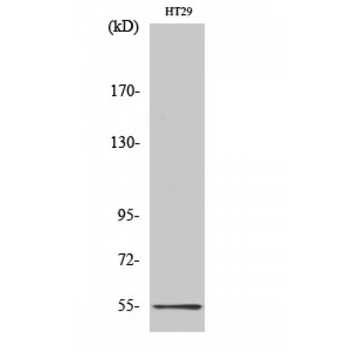 HTR3A / 5-HT3A Receptor Antibody - Western blot of SR-3A antibody