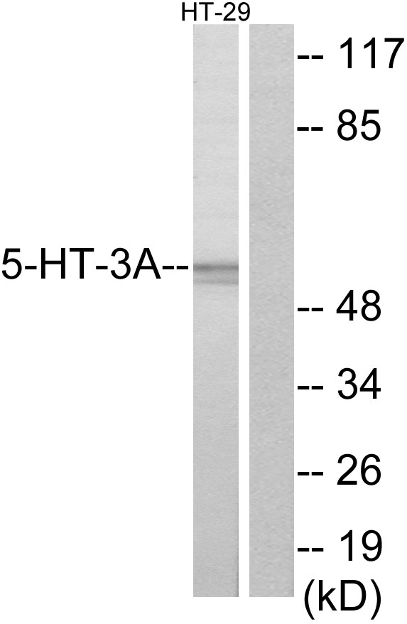 HTR3A / 5-HT3A Receptor Antibody - Western blot analysis of lysates from HT-29 cells, using 5-HT-3A Antibody. The lane on the right is blocked with the synthesized peptide.