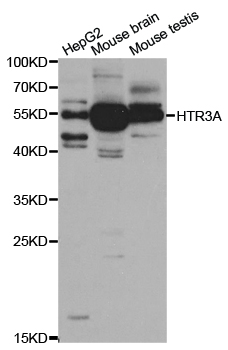 HTR3A / 5-HT3A Receptor Antibody - Western blot analysis of extracts of various cell lines.