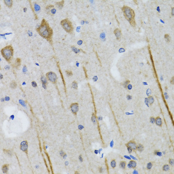 HTR3A / 5-HT3A Receptor Antibody - Immunohistochemistry of paraffin-embedded mouse brain tissue.
