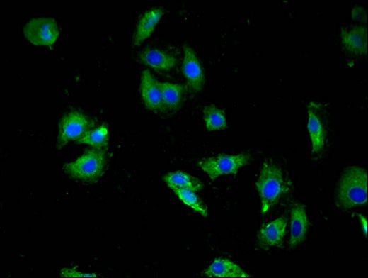 HTR3A / 5-HT3A Receptor Antibody - Immunofluorescent analysis of HepG2 cells using HTR3A Antibody at a dilution of 1:100 and Alexa Fluor 488-congugated AffiniPure Goat Anti-Rabbit IgG(H+L)