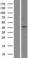 HTR3A / 5-HT3A Receptor Protein - Western validation with an anti-DDK antibody * L: Control HEK293 lysate R: Over-expression lysate