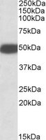 HTR3B / 5-HT3B Receptor Antibody - HTR3B antibody (0.1 ug/ml) staining of Rat Brain lysate (35 ug protein/ml in RIPA buffer). Primary incubation was 1 hour. Detected by chemiluminescence.
