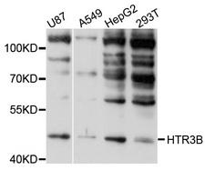 HTR3B / 5-HT3B Receptor Antibody - Western blot analysis of extracts of various cell lines, using HTR3B antibody at 1:1000 dilution. The secondary antibody used was an HRP Goat Anti-Rabbit IgG (H+L) at 1:10000 dilution. Lysates were loaded 25ug per lane and 3% nonfat dry milk in TBST was used for blocking. An ECL Kit was used for detection and the exposure time was 10s.