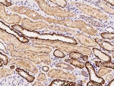 HTR3B / 5-HT3B Receptor Antibody - Immunochemical staining of human HTR3B in human kidney with rabbit polyclonal antibody at 1:100 dilution, formalin-fixed paraffin embedded sections.