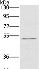 HTR3C / 5-HT3C Receptor Antibody - Western blot analysis of HT-29 cell, using HTR3C Polyclonal Antibody at dilution of 1:500.