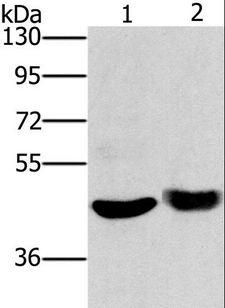 HTR3C / 5-HT3C Receptor Antibody - Western blot analysis of Mouse muscle tissue and HT-29 cell, using HTR3C Polyclonal Antibody at dilution of 1:650.