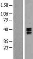 HTR3C / 5-HT3C Receptor Protein - Western validation with an anti-DDK antibody * L: Control HEK293 lysate R: Over-expression lysate