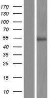 HTR3D / 5HT3D Receptor Protein - Western validation with an anti-DDK antibody * L: Control HEK293 lysate R: Over-expression lysate