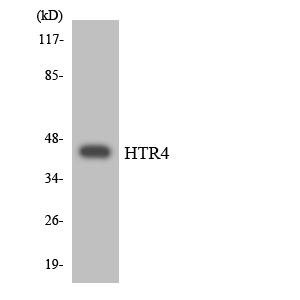 HTR4 / 5-HT4 Receptor Antibody - Western blot analysis of the lysates from HepG2 cells using HTR4 antibody.
