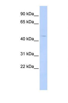HTR4 / 5-HT4 Receptor Antibody - HTR4 / 5-HT34 antibody Western blot of HepG2 Cell lysate. Antibody concentration 1 ug/ml. This image was taken for the unconjugated form of this product. Other forms have not been tested.